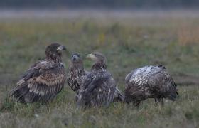 Haliaeetus albicilla