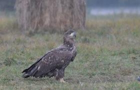 Haliaeetus albicilla