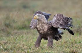 Haliaeetus albicilla
