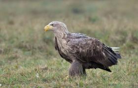 Haliaeetus albicilla