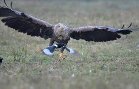 Haliaeetus albicilla