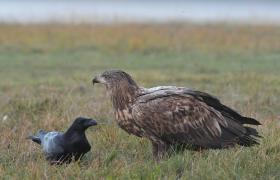 Haliaeetus albicilla