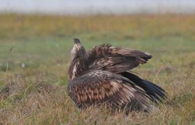Haliaeetus albicilla