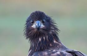 Haliaeetus albicilla