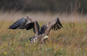 Haliaeetus albicilla