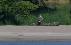 Haliaeetus albicilla