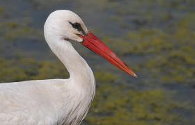 Ciconia ciconia