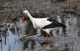 Ciconia ciconia