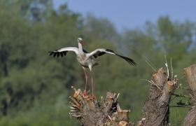 Ciconia ciconia