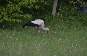 Ciconia ciconia