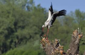 Ciconia ciconia