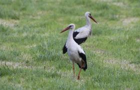 Ciconia ciconia