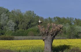 Ciconia ciconia