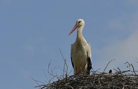 Ciconia ciconia