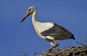 Ciconia ciconia