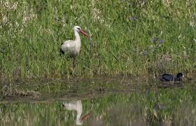 Ciconia ciconia