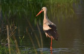 Ciconia ciconia
