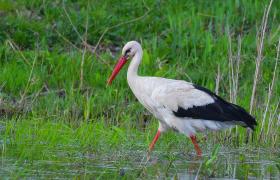 Ciconia ciconia