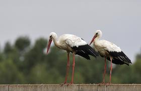 Ciconia ciconia