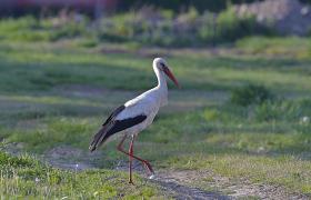 Ciconia ciconia