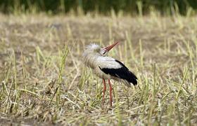 Ciconia ciconia