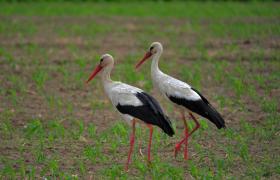 Ciconia ciconia