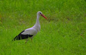 Ciconia ciconia