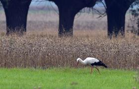 Ciconia ciconia