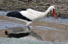 Ciconia ciconia