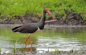 Ciconia nigra