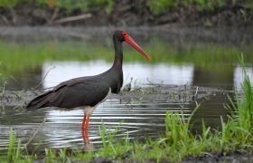 Ciconia nigra