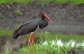 Ciconia nigra
