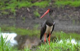 Ciconia nigra
