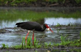 Ciconia nigra