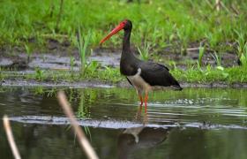 Ciconia nigra
