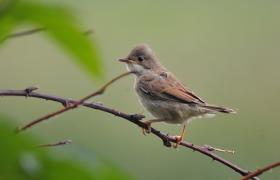Sylvia communis