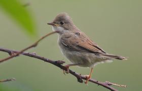 Sylvia communis