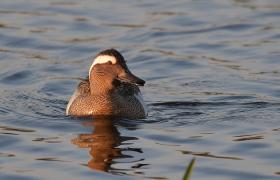 Garganey