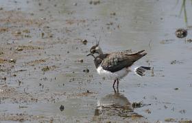 Vanellus vanellus