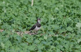 Vanellus vanellus