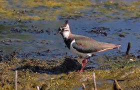 Vanellus vanellus