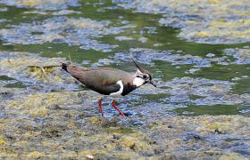 Vanellus vanellus