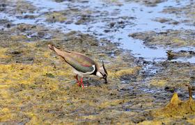 Vanellus vanellus