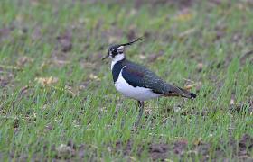 Vanellus vanellus