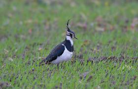 Vanellus vanellus