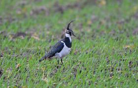 Vanellus vanellus