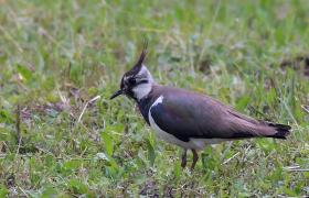 Vanellus vanellus