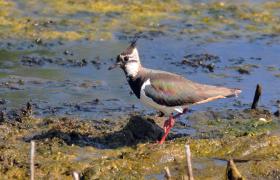 Vanellus vanellus