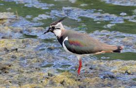 Vanellus vanellus