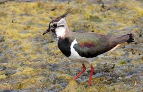 Vanellus vanellus
